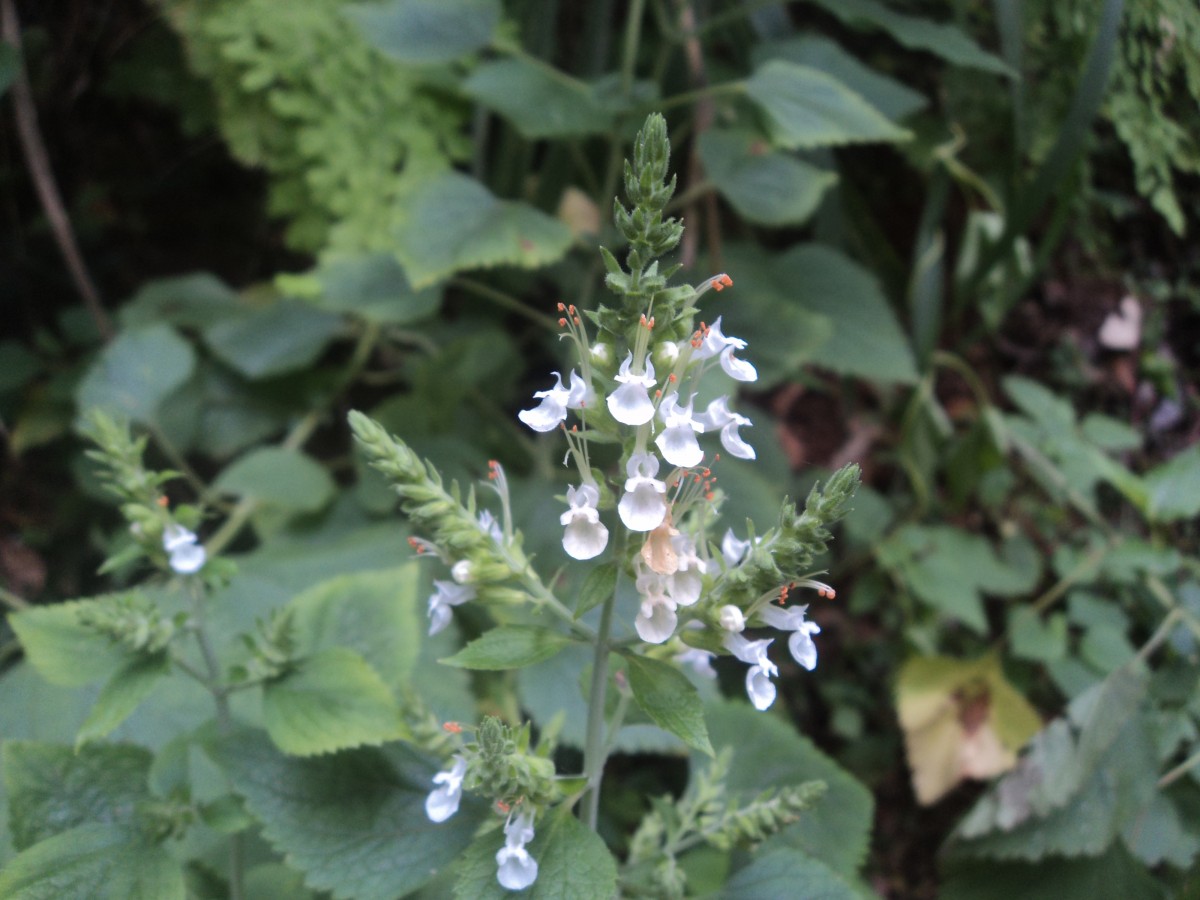 Teucrium heynei V.S.Kumar & Chakrab.